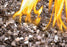 Napoleon Plazmafire 48 Direct Vent Fireplace